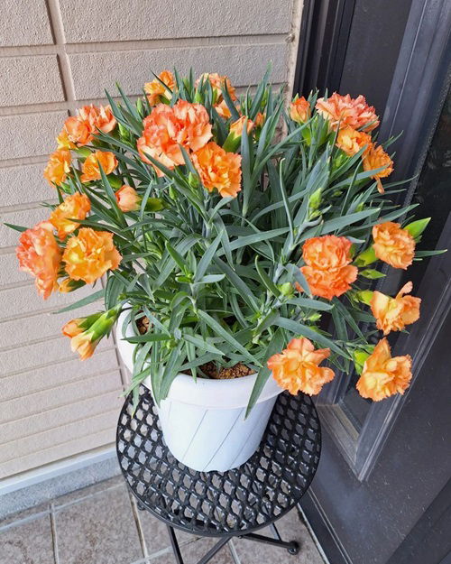 Amazing Flowers That Look Like Mums