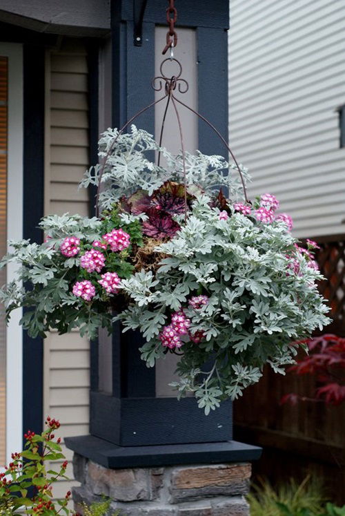 Dusty Miller landscaping ideas for gardens