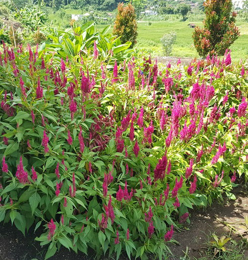 lovely Weeds That Attract Most Pollinators