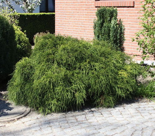 best alternatives of boxwood shrub 2