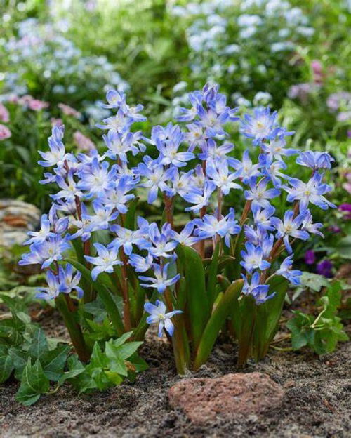 Bulbs to Plant in September for Spring Blooms 2