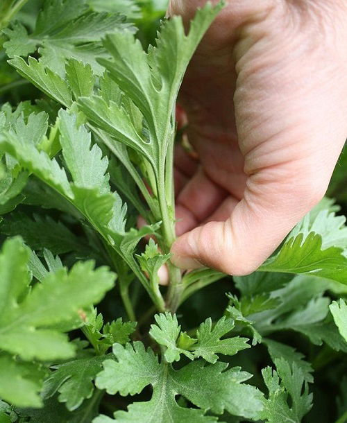 pinching chrysanthemums for more blooms in fall