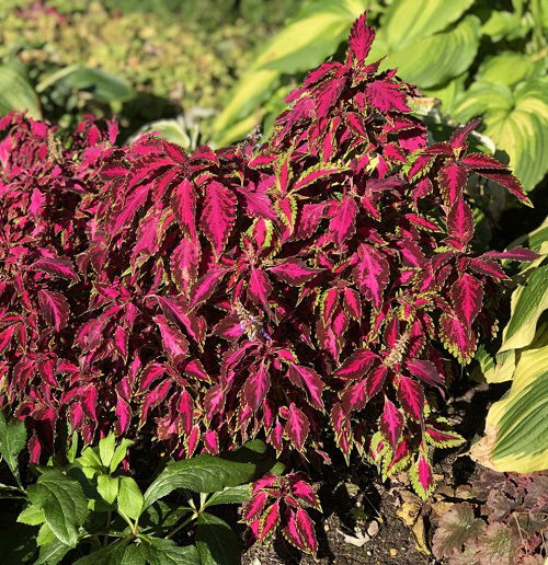 coleus plant with pink leaves in garden