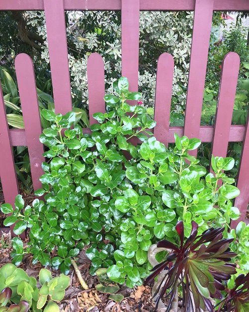 best boxwood alternatives that thrive and grow like them 