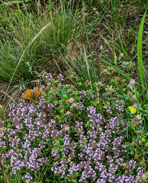 amazing Weeds That Attract Most Pollinators