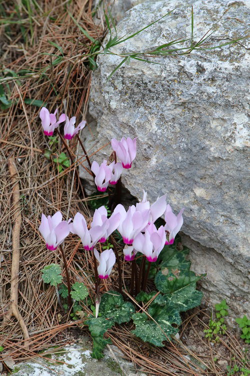 Flowers To Plant In September