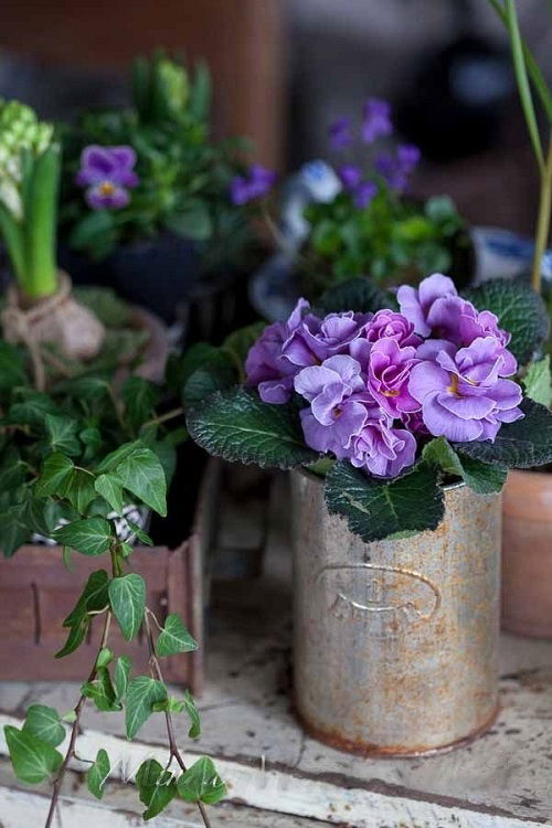 african violets in repurposed tin can