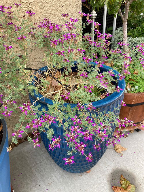 Black dalea plant in pot