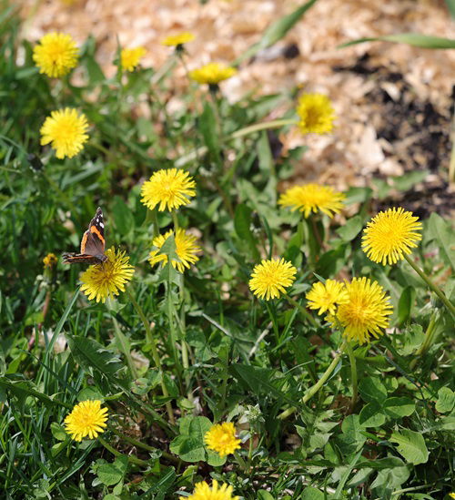 best Weeds That Attract Most Pollinators