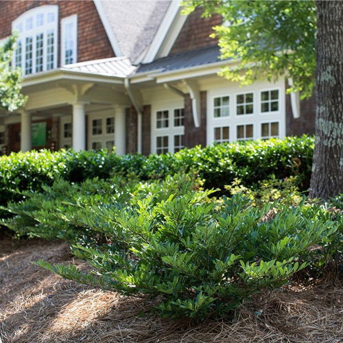 Boxwood Alternatives That Thrive And Grow Like Them