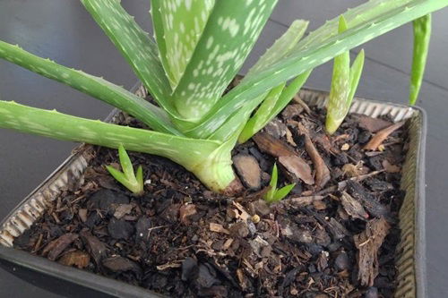 How to Fix an Overgrown Aloe