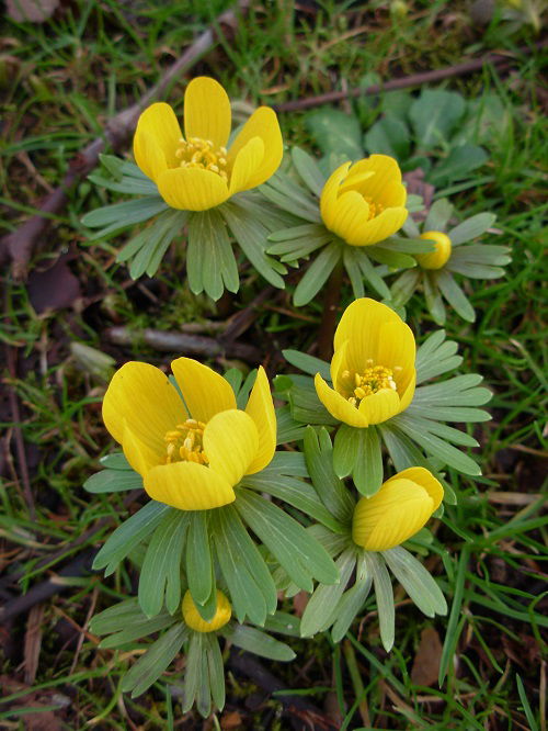 winter aconite in garden