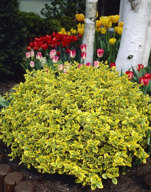 popular boxwood alternative shrubs 2