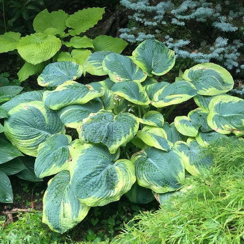 Frances Williams hosta