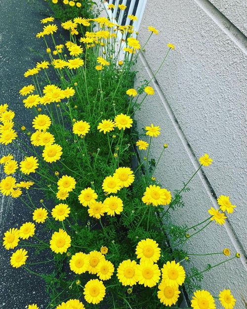 beautiful Flowers That Look Like Mums