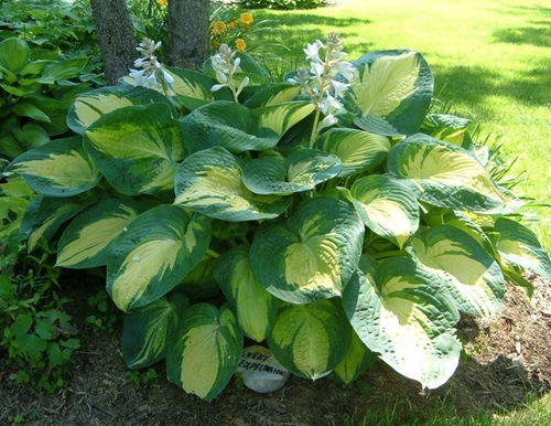 Variegated Hosta Varieties 