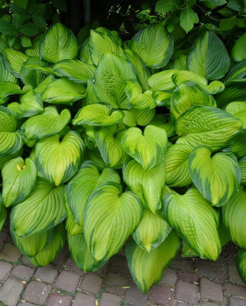 Variegated Hosta Varieties 3