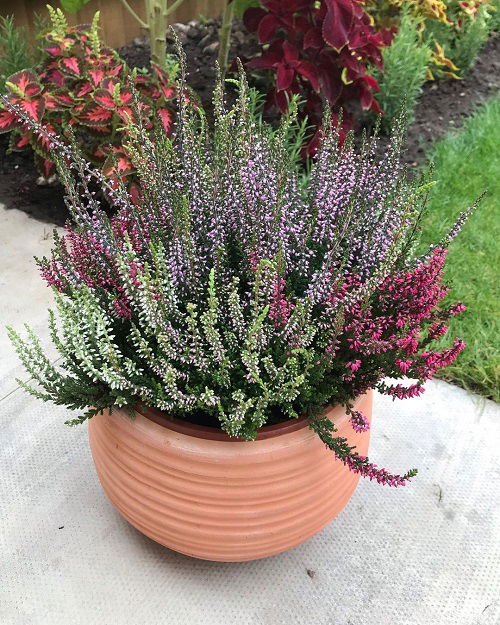 Growing Heather in Pots | Heather Plant Care