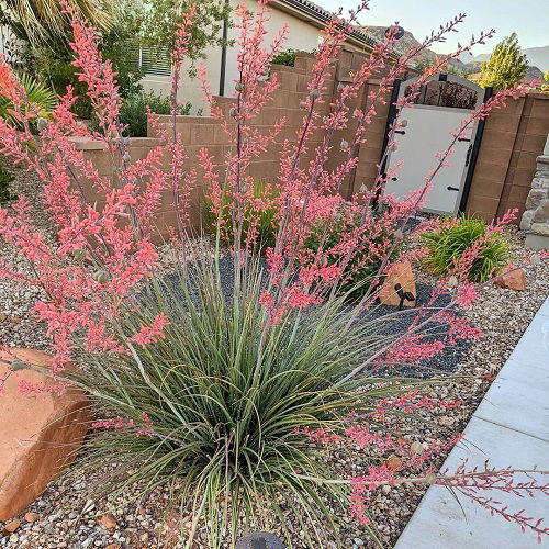 Red Yucca in garden