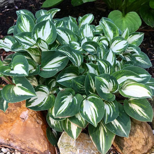 Variegated Hosta Varieties Plant 