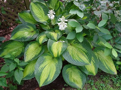 Tokudama Flavocircinalis variegated plant