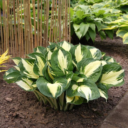 Pathfinder Variegated Hosta Varieties Plant 