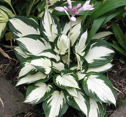 Variegated Hosta Varieties 