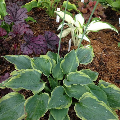 best Variegated Hosta Varieties Plant 