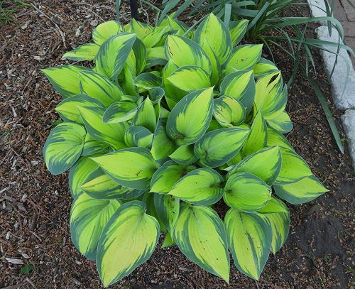 Hosta x 'June'