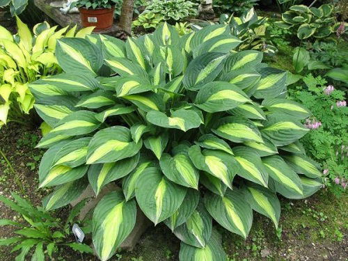 Hosta ‘Striptease’ variety in garden