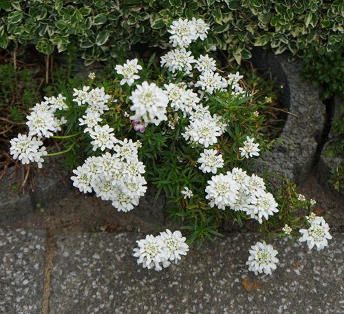 Perennials with Several Blooming Seasons 