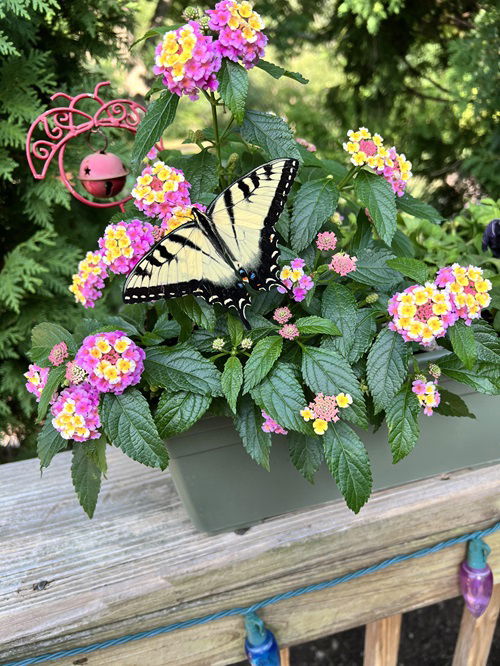 beautiful Weeds That Attract Most Pollinators