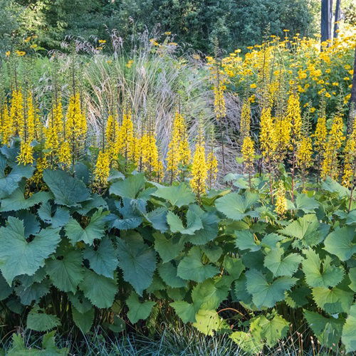 Full Sun Hosta Alternatives