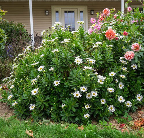 best Amazing Flowers That Look Like Mums