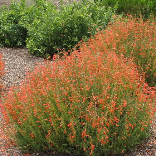 top Beautiful Plants For A Garden With Severe Heat