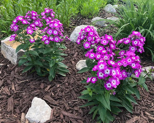 Perennials that Bloom Multiple Times a Year