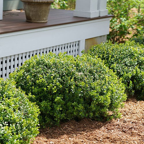 Substitutes for Boxwood That Do Well And Expand Like Them