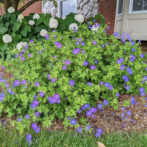 lovely Perennials that Bloom Multiple Times a Year