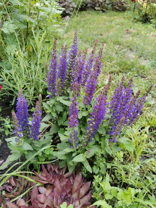 amazing Perennials that Bloom Multiple Times a Year