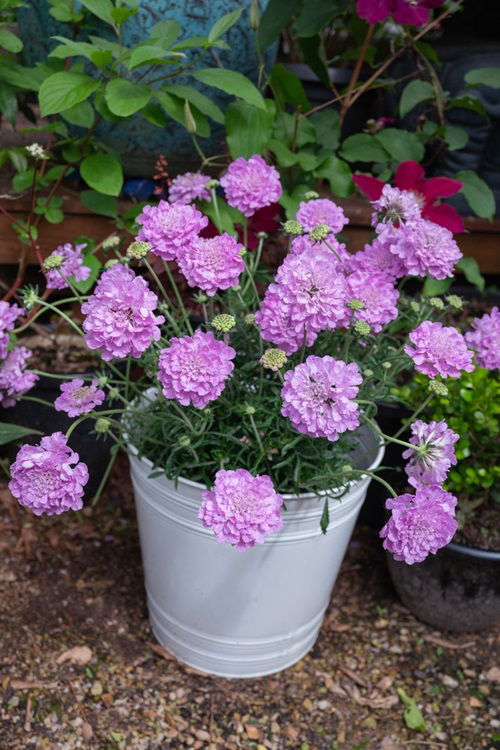 Amazing Flowers That Look Like Mums