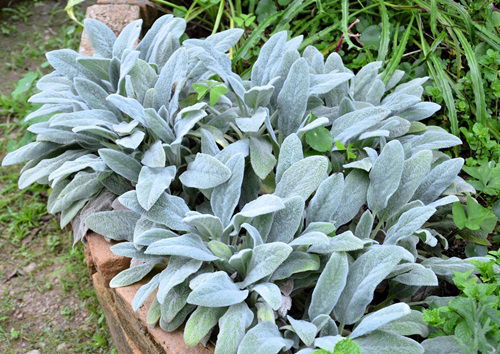 best Full Sun Hosta Alternatives