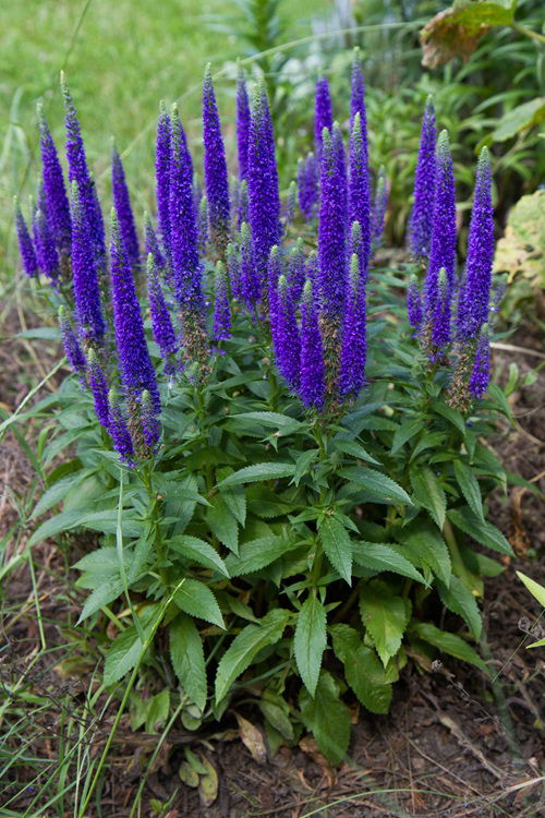 best Perennials that Bloom Multiple Times a Year