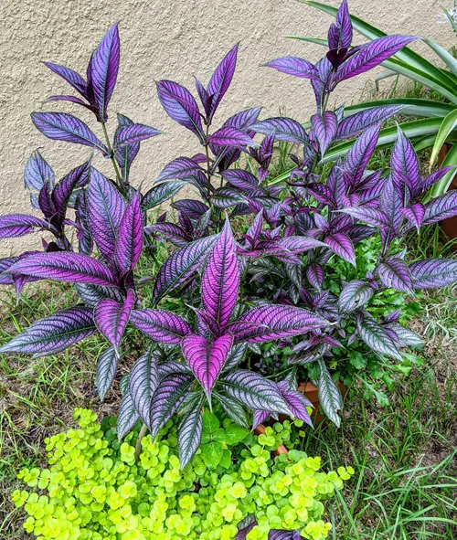 Violet Color Leaf Outdoor Plants 1