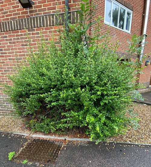 yaupon holly shrub in garden