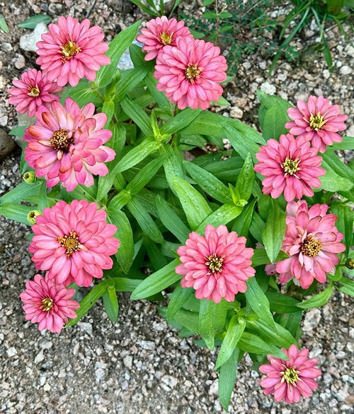 top Flowers That Look Like Mums