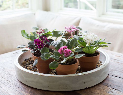 Mini Tray of African Violet Pots