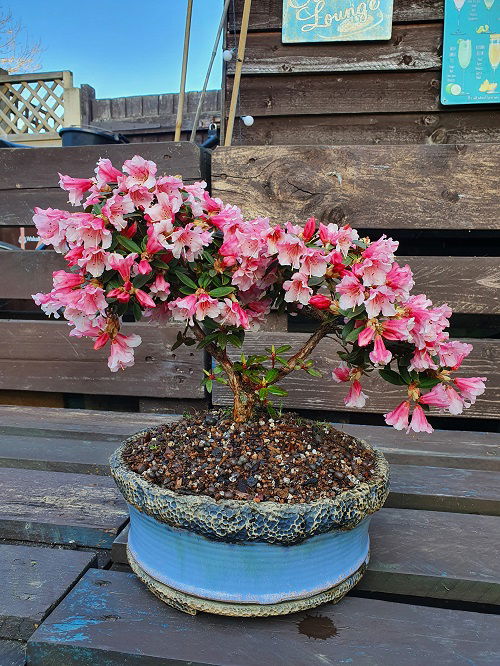 Azalea multi-blooming perennial in pot