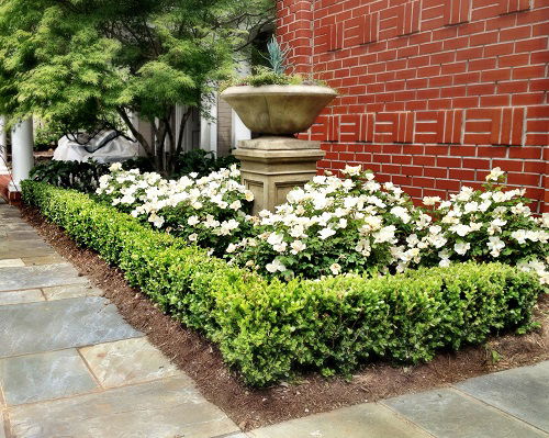 boxwood landscaping designs for garden 1