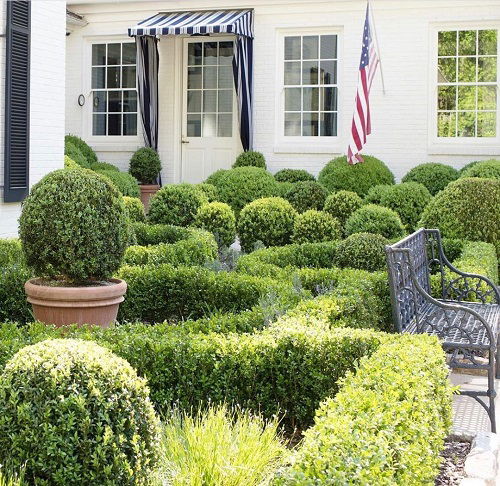 how to landscape boxwood shrub 3