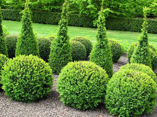 Boxwood Landscaping Ideas for Curb Appeal 3